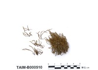 藏品(安田真苔)的圖片